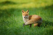 Red fox standing in grass from side