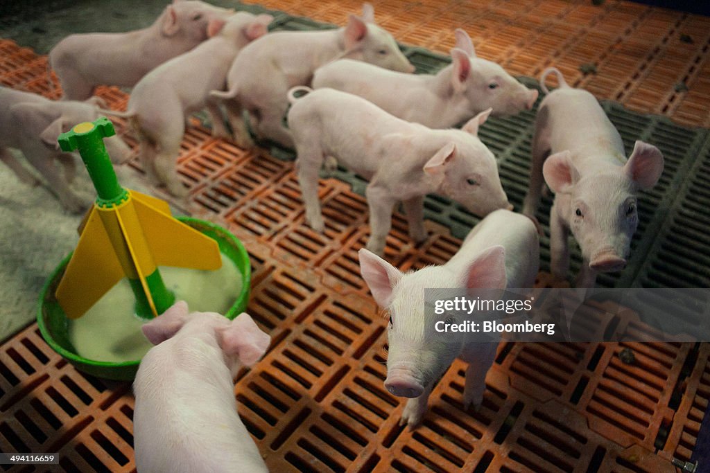 Pig Farming As Russia Bans Pork Imports From The European Union