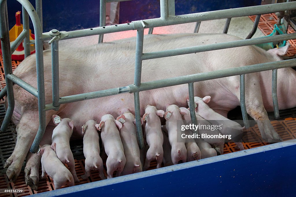 Pig Farming As Russia Bans Pork Imports From The European Union