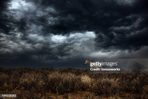 lonley wild mustang horse against stormy cloudscape - wild stock pictures, royalty-free photos & images