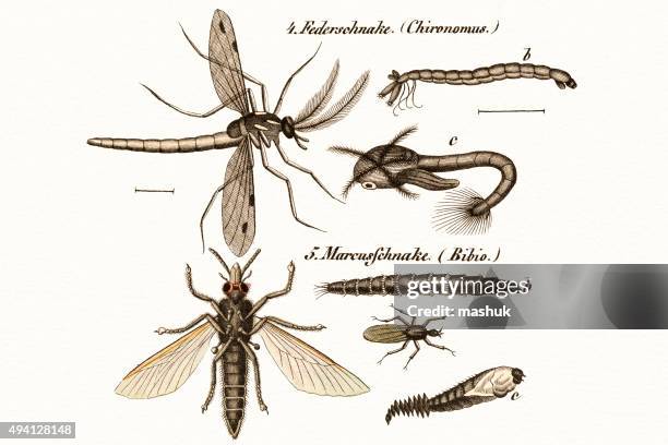 fly insects 19 century science illustration - dragonfly stock illustrations
