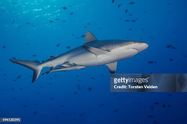 grey reef shark - gray reef shark stock pictures, royalty-free photos & images