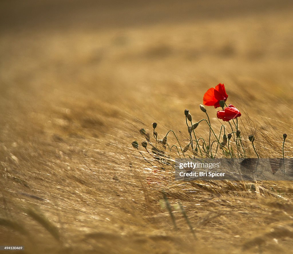 Poppies showing in a cereal field