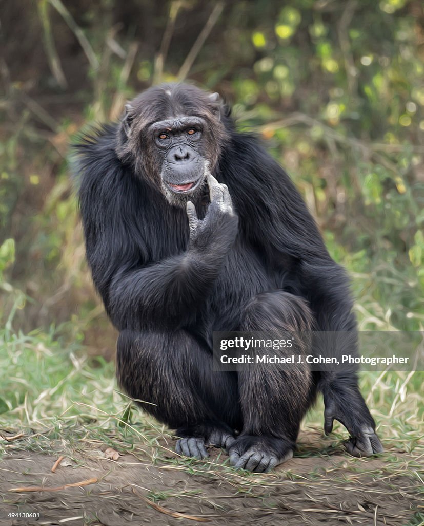 Chimp in Kenya