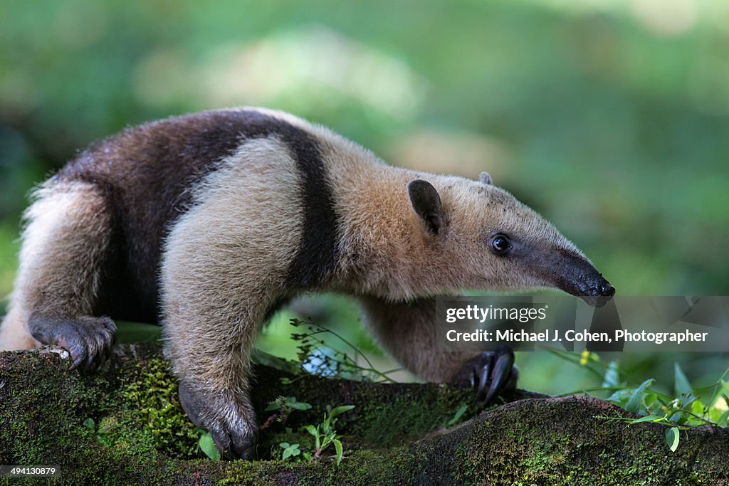 Anteater in Costa Rica