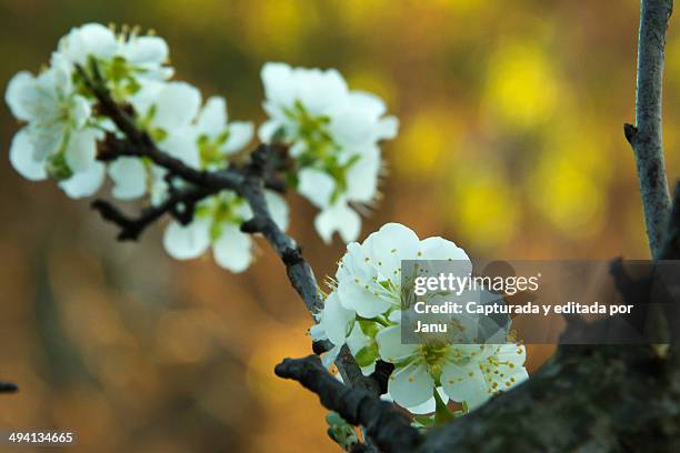 flores blancas - flores blancas stock-fotos und bilder