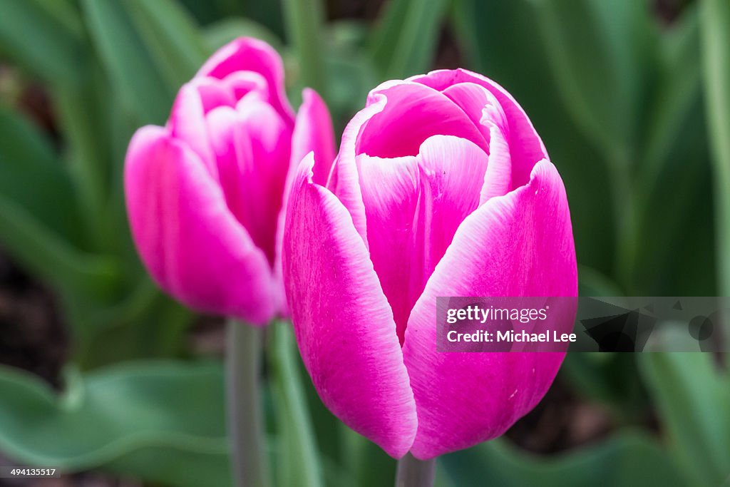 Triumph Tulips