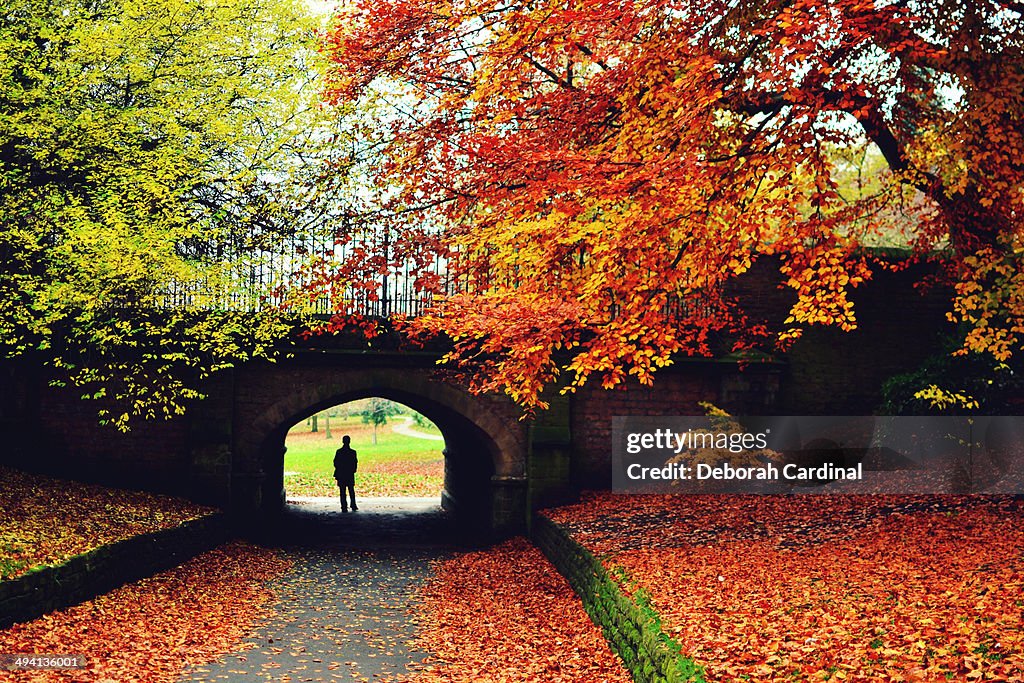 Autumn in the Arboretum