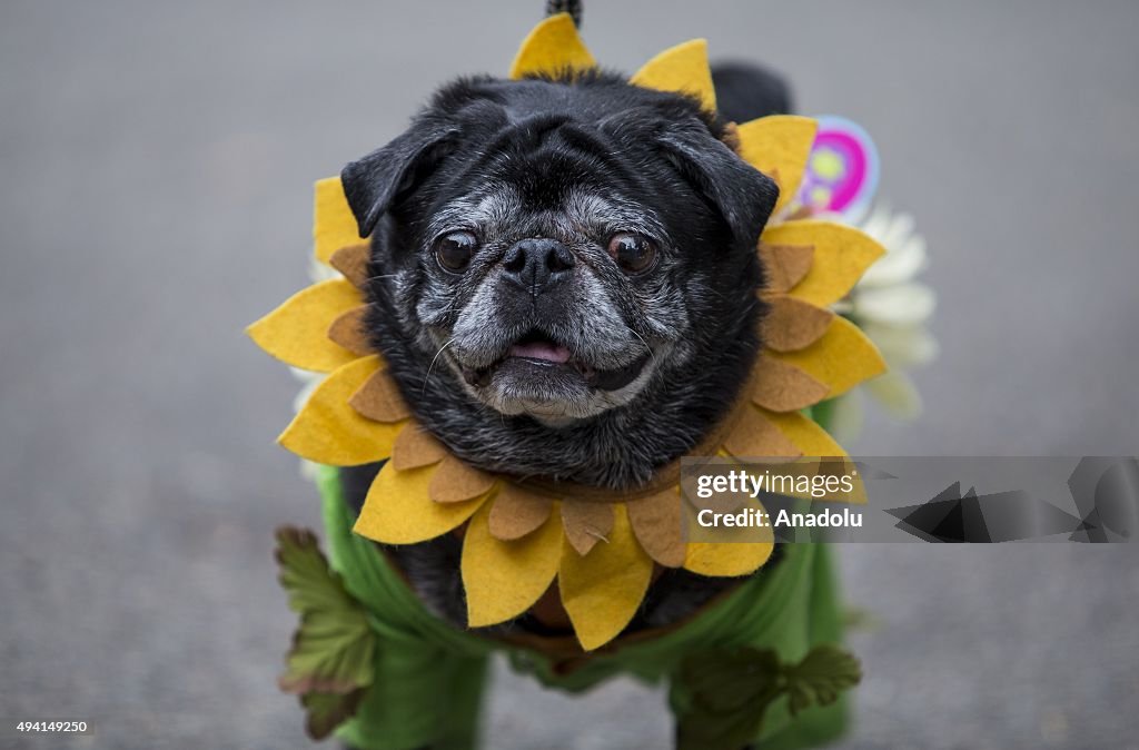 Halloween Dog Parade in New York