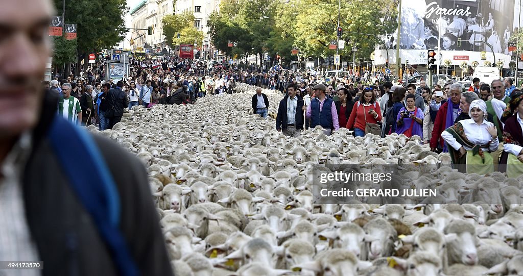 SPAIN-AGRICULTURE-SHEEP-TRANSHUMANCE