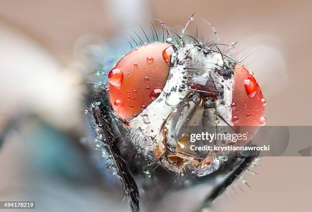 Caesar Bug 10,460 Bug Eye Macro Stock Photos, High-Res Pictures, and Images ...