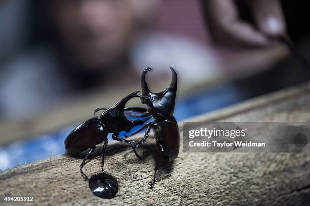 Two rhinoceros beetles fight over females on a wooden log on October 25, 2015 in Chiang Mai, Thailand. In northern Thailand after the rainy season...