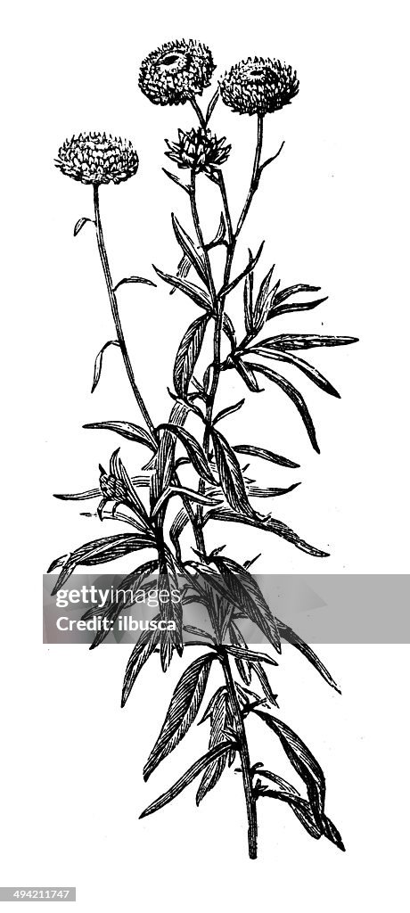 Antikes illustration Xerochrysum bracteatum (golden dauerhafte oder Strohblume)