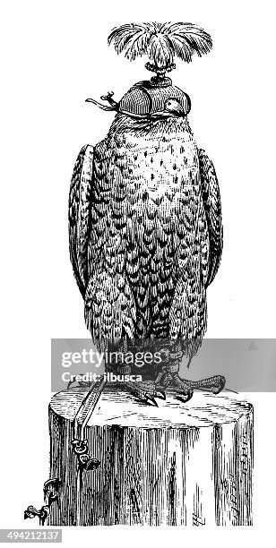 vintage illustration peregrine mit kapuze - peregrine falcon stock-grafiken, -clipart, -cartoons und -symbole