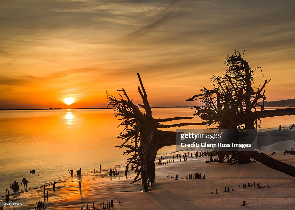 Boneyard Beach Big Talbot Island FL