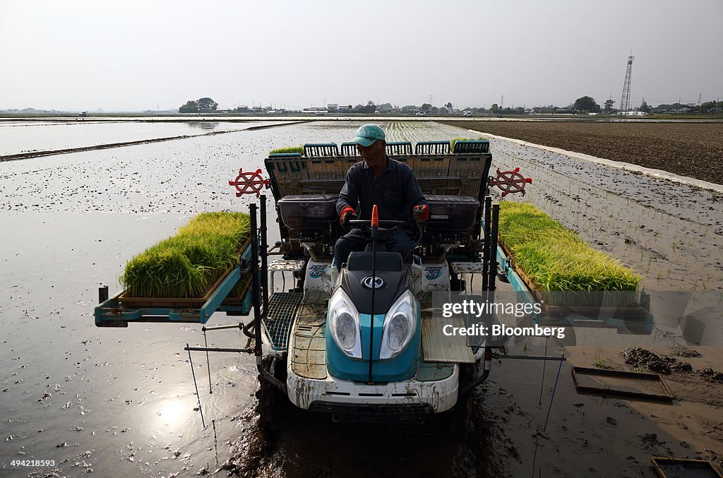 Farmers Plant Rice In Paddy Fields