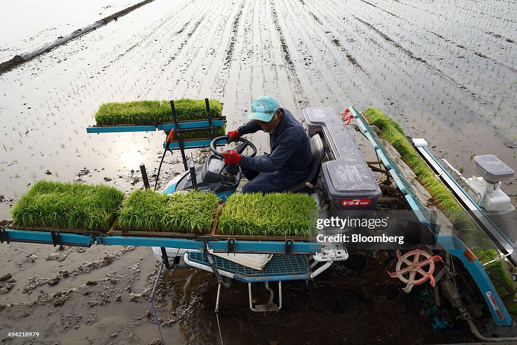 Farmers Plant Rice In Paddy Fields