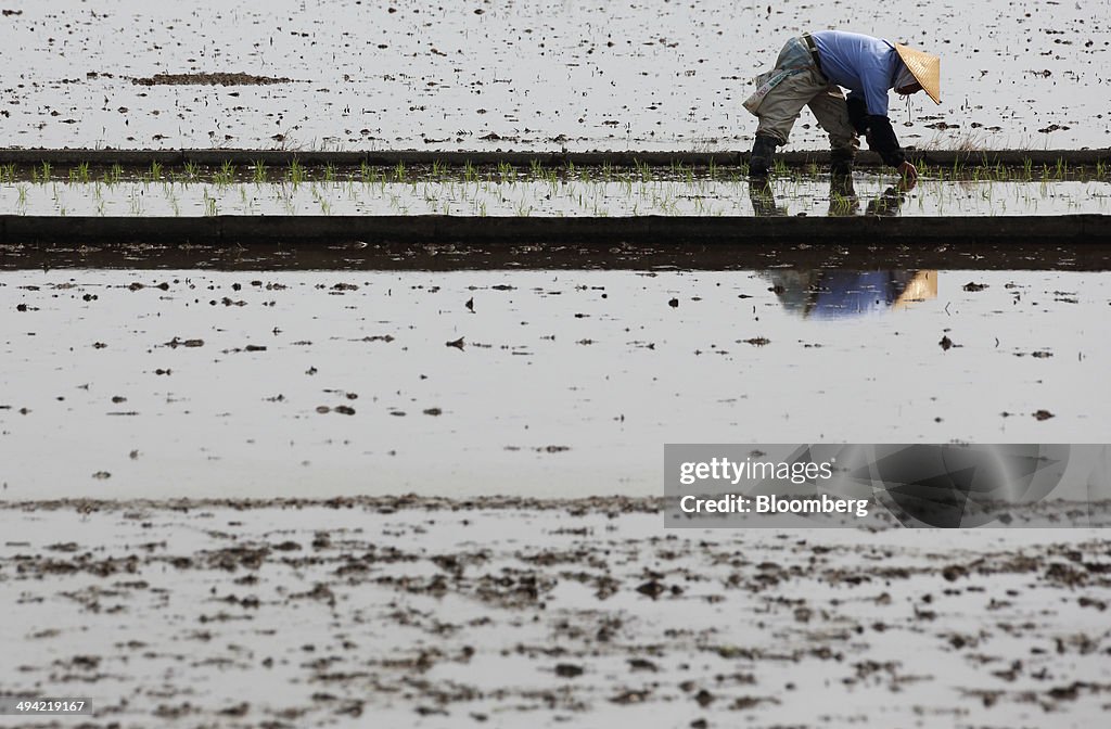 Farmers Plant Rice In Paddy Fields