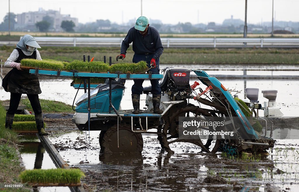 Farmers Plant Rice In Paddy Fields