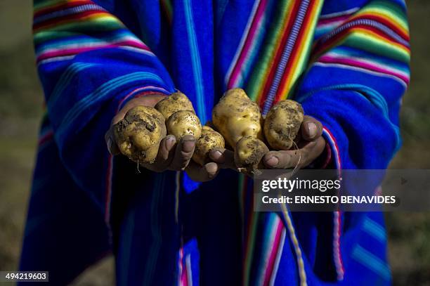 An Andean man displays freshly harvested native potatoes in the Pomacochas district of the department of Apurimac, 900 kms southeast from Lima on May...