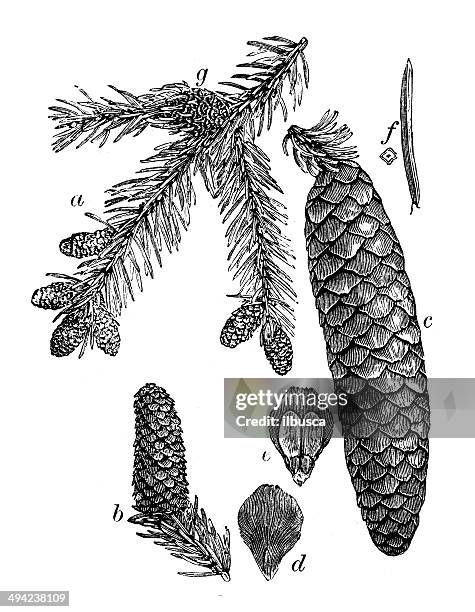 antique illustration of norway spruce (picea abies) - spruce stock illustrations