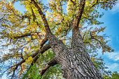 Giant cottonwood tree with fall foliage