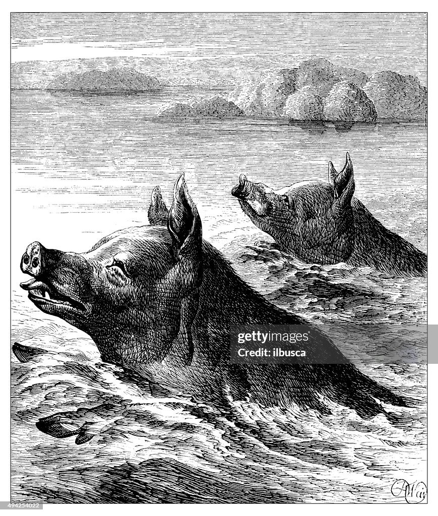 Antique illustration of pigs swimming