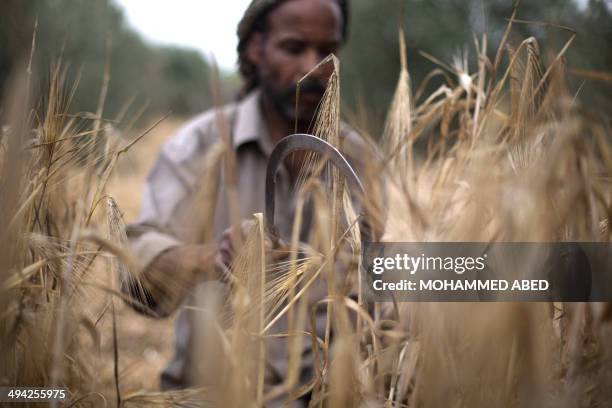 Palestinian farmer harvests wheat on a farm near the border with the east of Gaza City with Israel on May 29, 2014. AFP PHOTO/MOHAMMED ABED