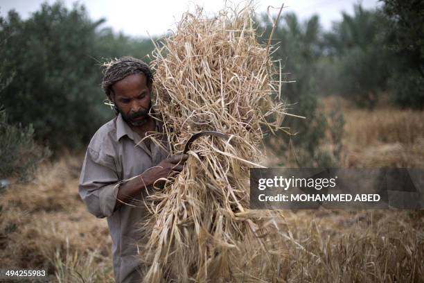 Palestinian farmer harvests wheat on a farm near the border with the east of Gaza City with Israel on May 29, 2014. AFP PHOTO/MOHAMMED ABED