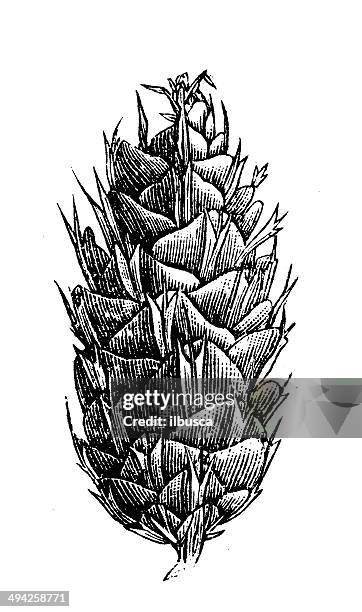 antikes illustration von douglas fir (pseudotsuga menziesii) hütchen - douglas fir stock-grafiken, -clipart, -cartoons und -symbole