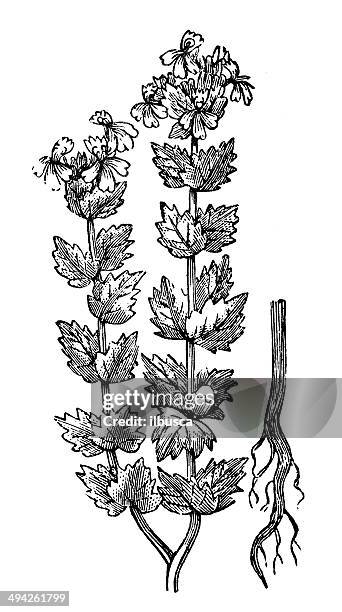 antique illustration of euphrasia rostkoviana or euphrasia officinalis (eyebright, eyewort) - euphrasia officinalis stock illustrations