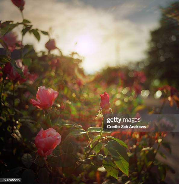 Sun And Roses Andrews Roses Photos and Premium High Res Pictures - Getty Images