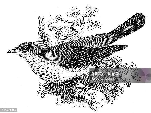 illustrazioni stock, clip art, cartoni animati e icone di tendenza di antica illustrazione di cesena-uccello (turdus pilaris) - cesena