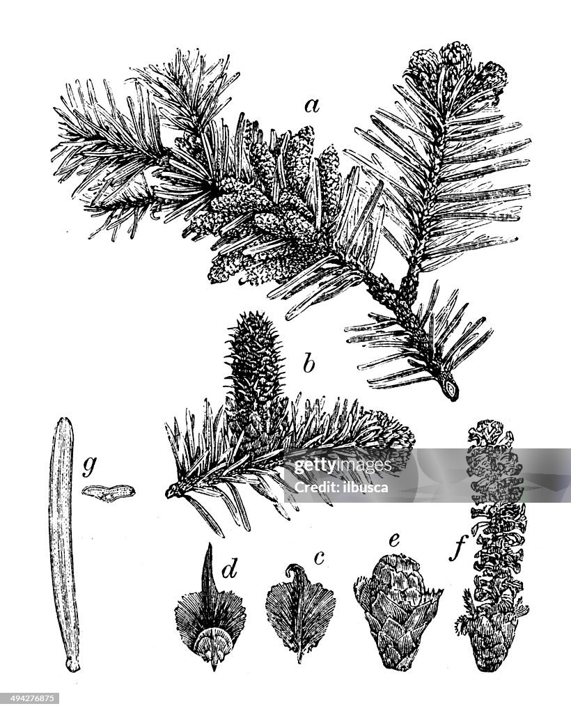 Antique illustration of Abies alba (silver fir)