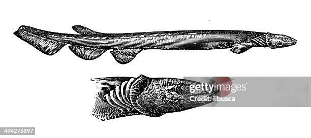 antikes illustration frilled shark (chlamydoselachus anguineus) - frilled shark stock-grafiken, -clipart, -cartoons und -symbole