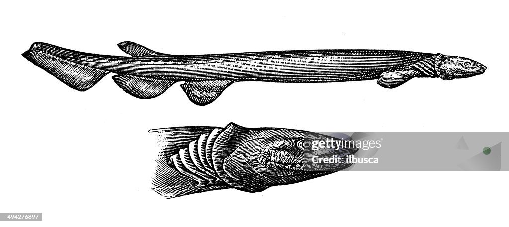 Antique illustration of frilled shark (Chlamydoselachus anguineus)
