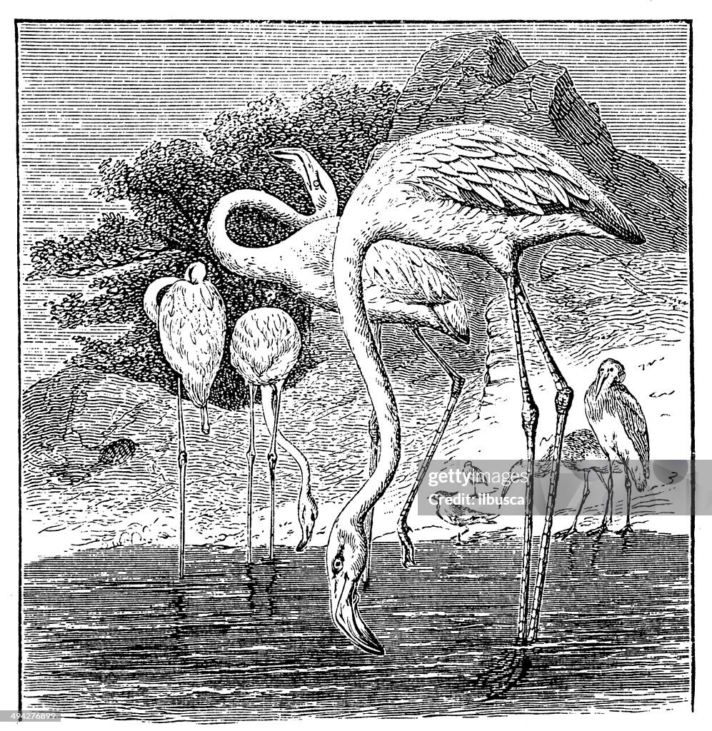 Antique illustration of American flamingo (Phoenicopterus ruber)