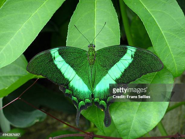 green on green in kew gardens - emerald swallowtail stockfoto's en -beelden