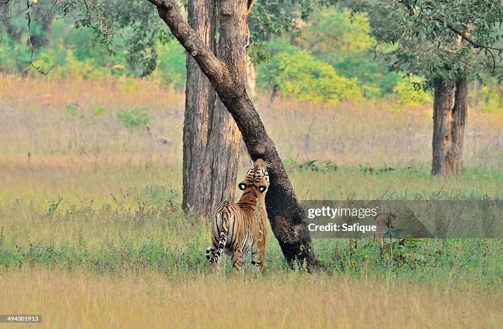 Tiger and the habitat