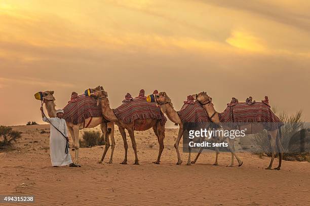 隊商と飼い砂漠での日の出 - 隊商 ストックフォトと画像
