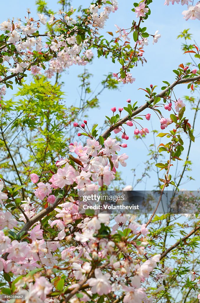 Cherry blossom with pink flowers and green leaves