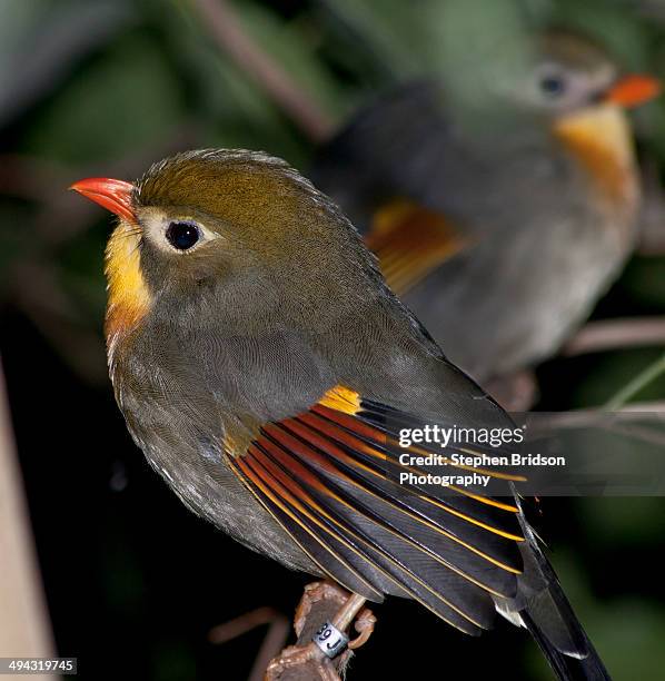 pekin robin - red billed leiothrix stock pictures, royalty-free photos & images