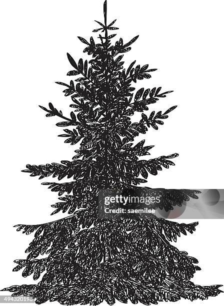 pine tree drawing - single pine tree stock illustrations