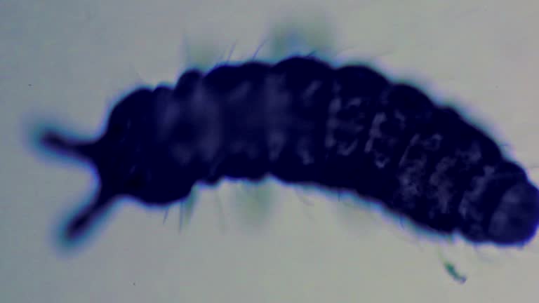 Springtail 4k 89 Springtail Stock Videos, Footage, & 4K Video Clips - Getty Images