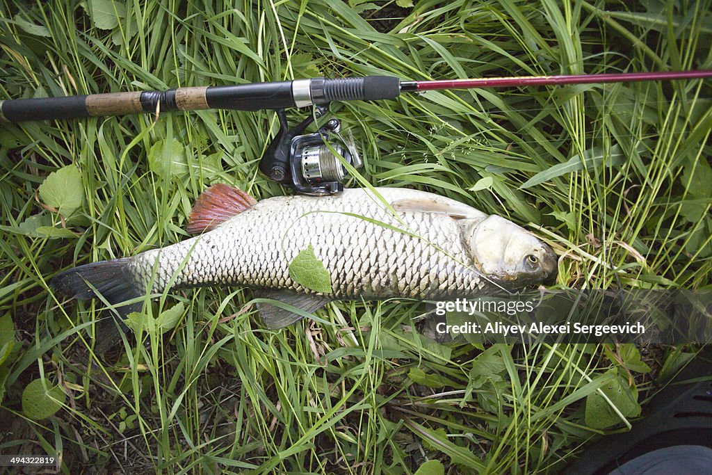 Close up of fish and fishing pole on grass