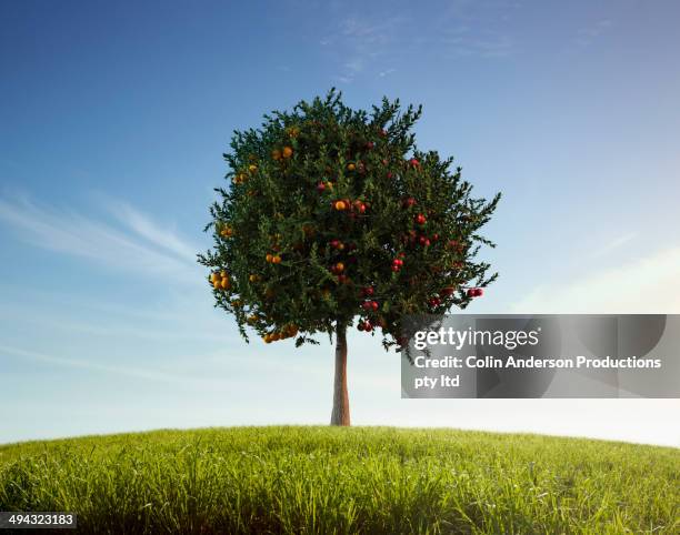apples and oranges growing on tree - appelboom stockfoto's en -beelden
