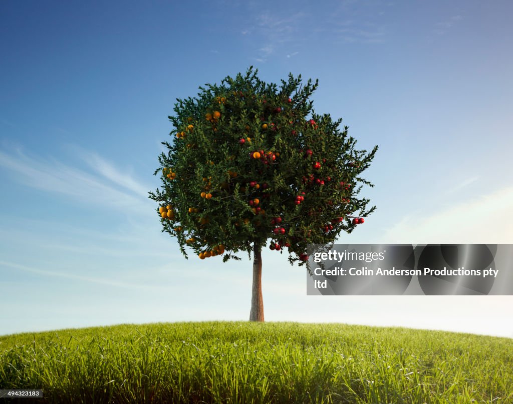 Apples and oranges growing on tree