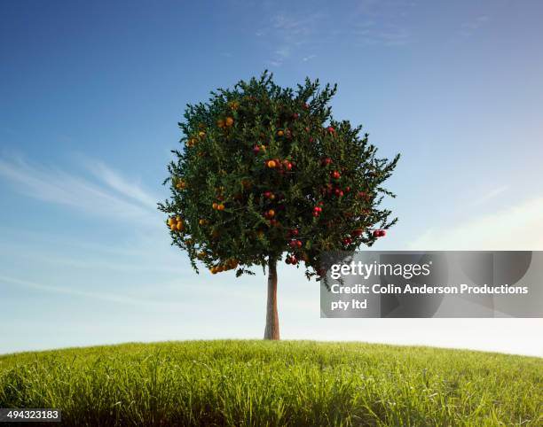 apples and oranges growing on tree - apple tree 個照片及圖片檔