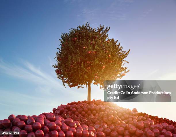 piles of apples under tree outdoors - apple tree stock pictures, royalty-free photos & images
