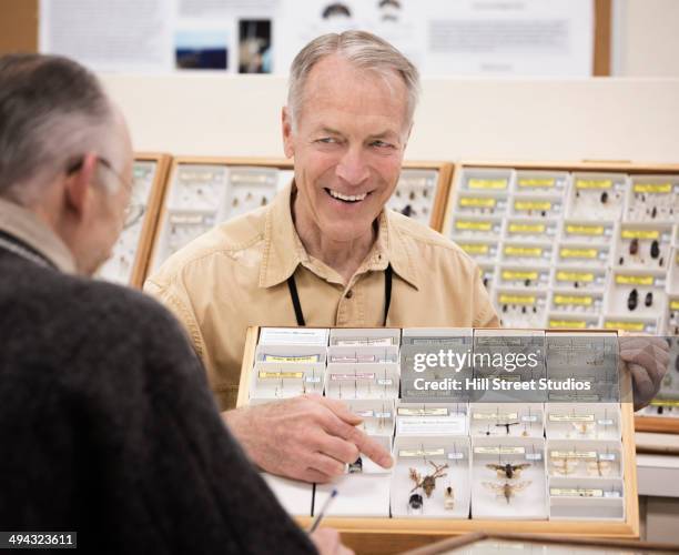 caucasian curators organizing bug specimens in museum - museumswärter stock-fotos und bilder